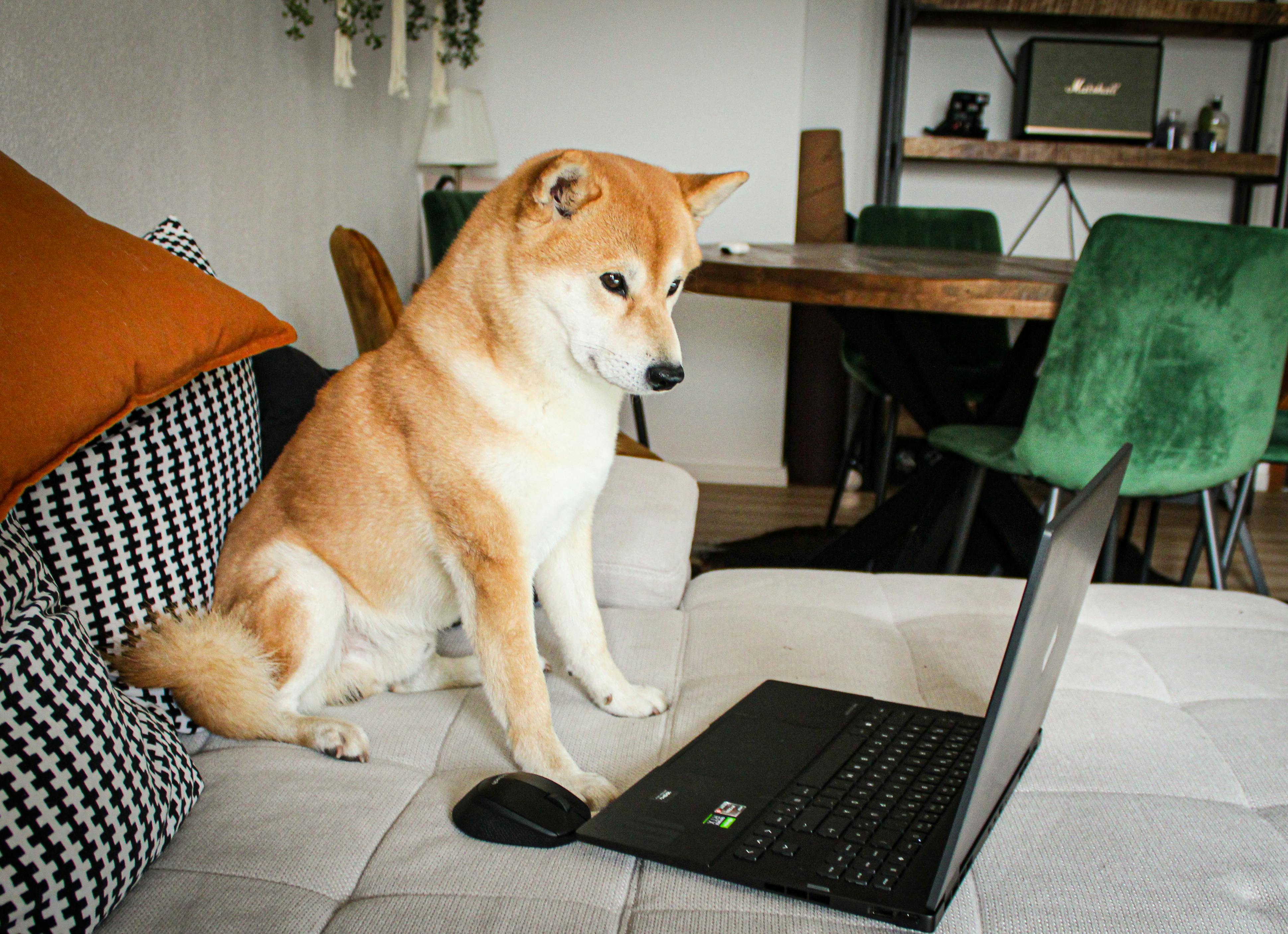 A shiba looking concerned at a laptop. Credit: Ms Kng on Pexels